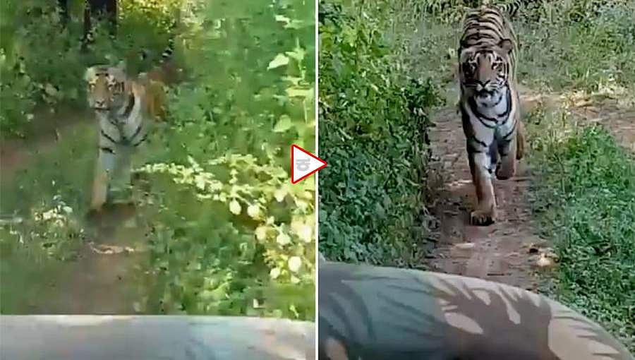 ಸಫಾರಿಗೆ ಆಗಮಿಸಿದ್ದ ಪ್ರವಾಸಿಗರನ್ನೇ ಅಟ್ಟಾಡಿಸಿದ ಹೆಣ್ಣು ಹುಲಿ