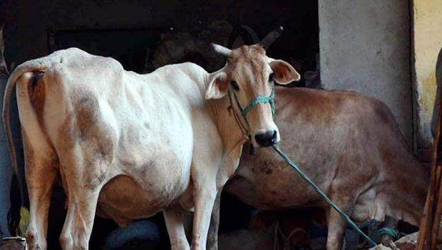 ಆಮ್ಲಜನಕ ಸೇವಿಸಿ ವಾಪಸ್ ಆಮ್ಲಜನಕ ಬಿಡುವ ಏಕೈಕ ಪ್ರಾಣಿ ಗೋವು: ಸುಬ್ರಹ್ಮಣ್ಯ ಮಠ ಶ್ರೀ