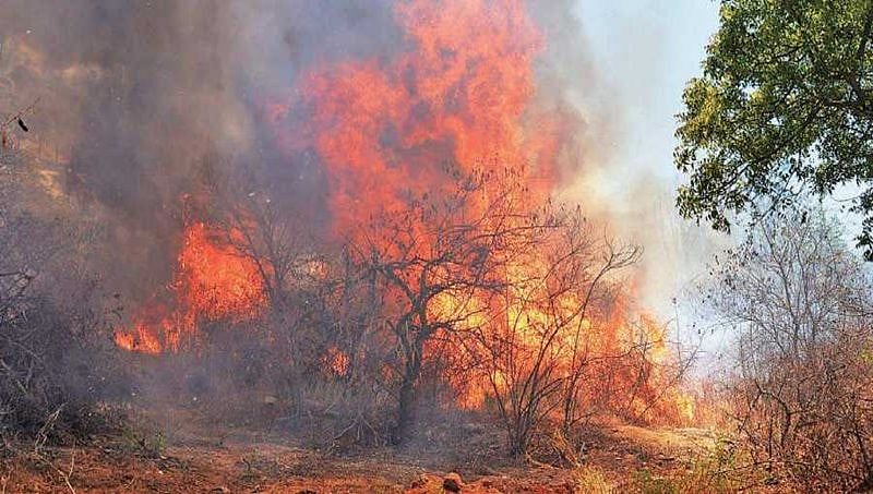 ಚಾಮುಂಡಿ ಬೆಟ್ಟದಲ್ಲಿ ಅಗ್ನಿಯ ರುದ್ರ ನರ್ತನ: 15 ಎಕರೆ ಬೆಂಕಿಗಾಹುತಿ