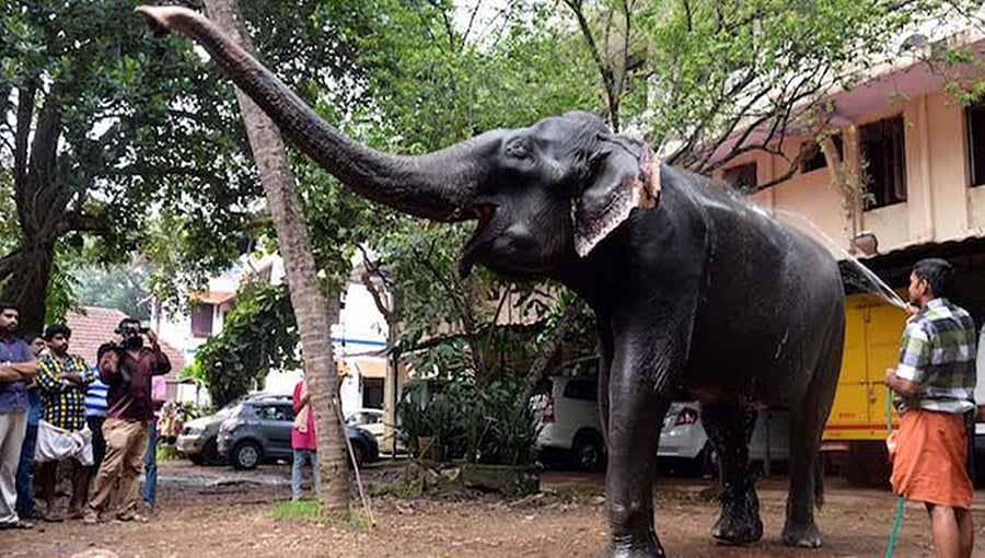 ಏಷ್ಯಾದ ಅತ್ಯಂತ ಹಿರಿಯ; ಗಿನ್ನೆಸ್ ದಾಖಲೆ ಕೇರಳದ 'ಗಜ ಮುತ್ತಜ್ಜಿ' ಇನ್ನಿಲ್ಲ!