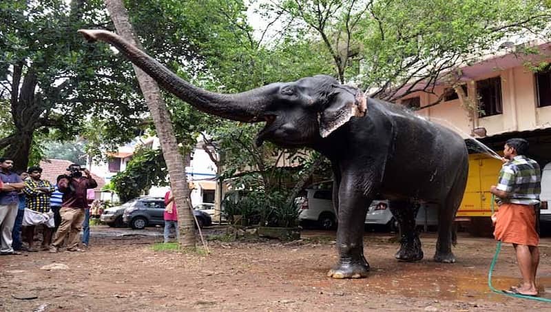 ಗಿನ್ನಿಸ್ ದಾಖಲೆ ಬರೆದಿದ್ದ ಏಷ್ಯಾದ ಅತ್ಯಂತ ಹಿರಿಯ ಆನೆ 'ದಾಕ್ಷಾಯಿಣಿ 'ಇನ್ನಿಲ್ಲ!