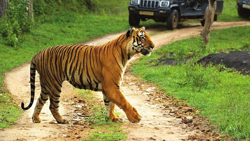 ಬಂಡೀಪುರ ರಾಷ್ಟ್ರೀಯ ಉದ್ಯಾನವನದ ಸಫಾರಿ ಪುನಾರಂಭ