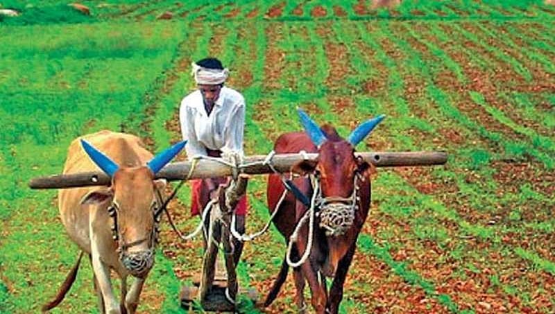 ಕೃಷಿಯಲ್ಲಿ ಹತ್ತು ಹಲವು ಸಮಸ್ಯೆ, ಸವಾಲುಗಳು; ಹಳ್ಳಿ ತೊರೆಯುವ ಯುವಕರು