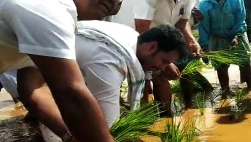 ಮಂಡ್ಯ: ಆತಗೂರು ಗ್ರಾಮದಲ್ಲಿ ಭತ್ತ ನಾಟಿ ಮಾಡಿದ ನಿಖಿಲ್ ಕುಮಾರ್