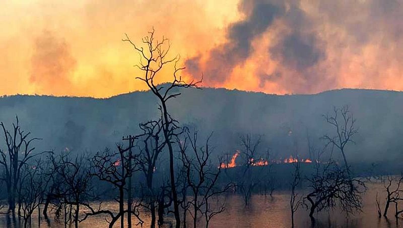 ಮೇಕೆಗೆ ಮೇವು ಸಿಗಲೆಂದು ಅರಣ್ಯ ಪ್ರದೇಶದ ಒಣ ಹುಲ್ಲಿಗೆ ಬೆಂಕಿ ಇಟ್ಟ ಭೂಪ: 10 ಎಕರೆ ಅರಣ್ಯ ಸುಟ್ಟು ಭಸ್ಮ, ಬಂಧನ