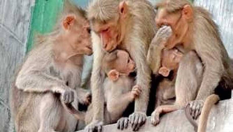 ಶಿವಮೊಗ್ಗ; ಮಂಗನ ಜ್ವರಕ್ಕೆ ಸಾಗರ ತಾಲ್ಲೂಕಿನಲ್ಲಿ 4 ಮಂದಿ ಬಲಿ
