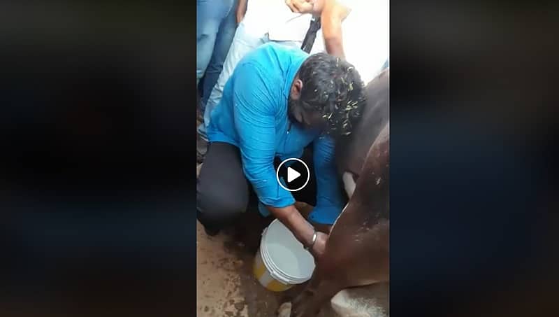 ಪ್ರಚಾರ ವೇಳೆ ಹಸುವಿನ ಹಾಲು ಕರೆದ ನಟ ದರ್ಶನ್: ಸುಮಲತಾ ಹೇಳಿದ್ದೇನು?