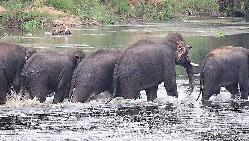 ಆನೆಗಳನ್ನು ಓಡಿಸುವುದು ರಾಹುಲ್ ಅವರ ಸ್ವಾಗತಕ್ಕಿಂತ ಮುಖ್ಯ: ವಯನಾಡ್ ಬುಡಕಟ್ಟು ಜನರಿಂದ ಚುನಾವಣೆ  ಬಹಿಷ್ಕಾರ ಎಚ್ಚರಿಕೆ