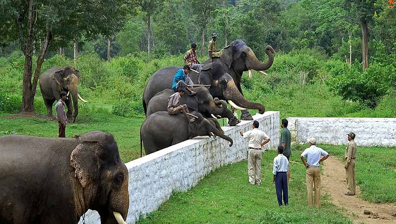 ಮದವೇರಿದ ಸಾಕಾನೆ ಎಸ್ಕೇಪ್: ದುಬಾರೆ ಆನೆ ಶಿಬಿರ ಕ್ಲೋಸ್