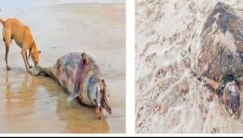 ಮಂಗಳೂರು: ಕಡಲ ತೀರದಲ್ಲಿ ಡಾಲ್ಫಿನ್ ಹಾಗೂ ಆಮೆ ಮೃತದೇಹ ಪತ್ತೆ !