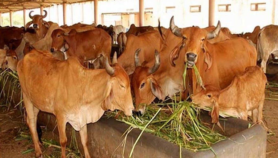 ಅಯೋಧ್ಯೆ: ಗೋಶಾಲೆಯ ಹಸುಗಳ ಮೇಲೆ ಕಾಮುಕನಿಂದ ರೇಪ್; ಸಿಸಿಟಿವಿಯಲ್ಲಿ ಸೆರೆ!