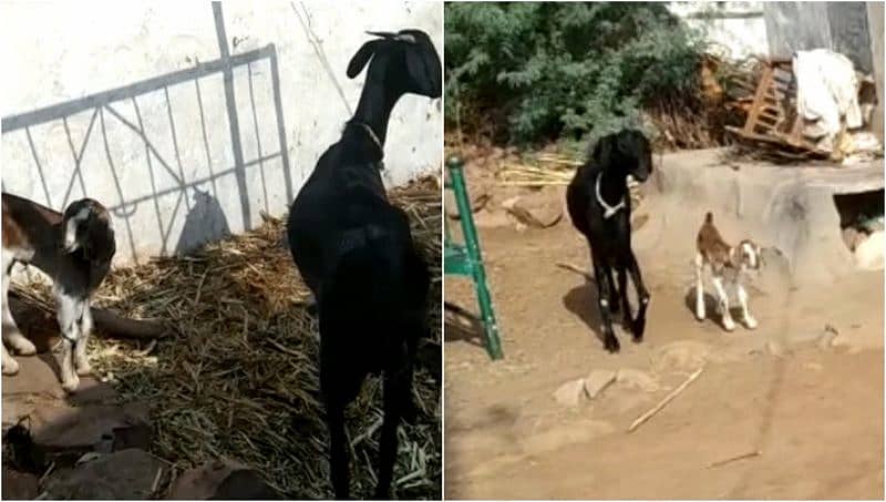 ಬಾಗಲಕೋಟೆ: ಹುಟ್ಟಿದ ಮೂರೇ ದಿನಕ್ಕೆ ಹಾಲು ಕೊಡುತ್ತಿರುವ ಮೇಕೆ ಮರಿ!