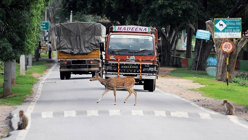 ಬಂಡೀಪುರ ಪ್ರದೇಶದಲ್ಲಿ ರಾತ್ರಿ ಸಂಚಾರ ನಿರ್ಬಂಧ ಮುಂದುವರಿಕೆಗೆ ಕೇಂದ್ರ ಸರ್ಕಾರ ಶಿಫಾರಸು