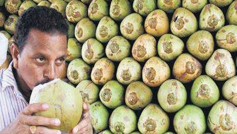 ಹೆಚ್ಚಿದ ಬಿಸಿಲ ಬೇಗೆ: ದೆಹಲಿ, ರಾಜಸ್ತಾನ ಸೇರಿದಂತೆ ಉತ್ತರ ಭಾರತದಲ್ಲಿ ಮದ್ದೂರು ಎಳನೀರಿನದ್ದೇ 'ಹವಾ'!