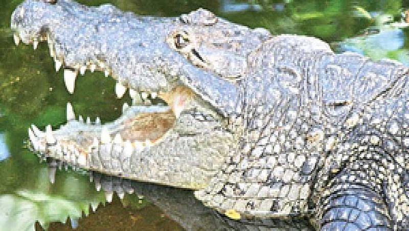 ಮೊಸಳೆಗೆ ವ್ಯಕ್ತಿ ಬಲಿ: ಮೃತನ ಬಟ್ಟೆ-ಚಪ್ಪಲಿಗೆ ಅಂತ್ಯಕ್ರಿಯೆ ನಡೆಸಿದ ಕುಟುಂಬಸ್ಥರು!