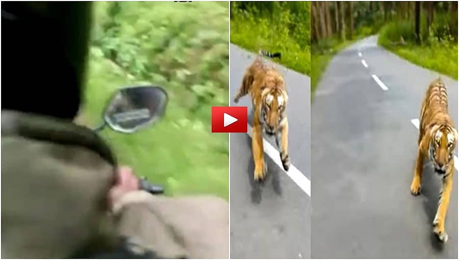 ಎದೆ ಢವ ಢವ: ಬೈಕ್‌ನಲ್ಲಿ ಹೋಗುತ್ತಿದ್ದಾಗ ದಿಢೀರ್ ದಾಳಿಗೆ ಮುಂದಾದ ಹುಲಿ, ಗಟ್ಟಿ ಗುಂಡಿಗೆಯವರಿಗೆ ಈ ವಿಡಿಯೋ!