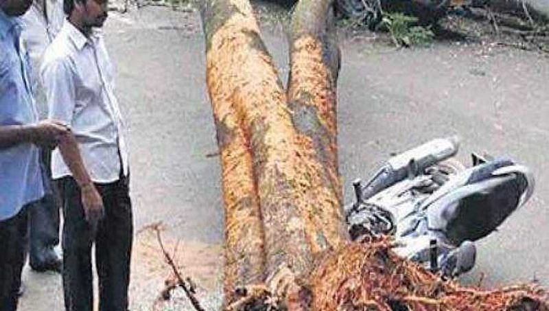 ಭಾರೀ ಮಳೆ-ಗಾಳಿಗೆ ಧರೆಗುರುಳಿದ ಮರಗಳು: 1 ಲಕ್ಷ ಸಸಿ ನೆಡಲು ಬಿಬಿಎಂಪಿ ಸಿದ್ಧತೆ