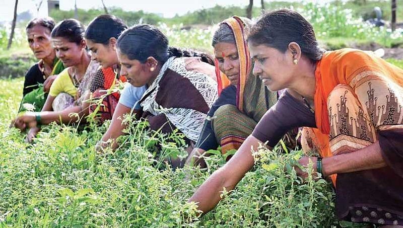 ಗದ್ದೆಗೆ ಇಳಿದು ಕೃಷಿ ಮಾಡುವ ರಾಯಚೂರು ಜಿಲ್ಲೆಯ ಗ್ರಾಮದ ಮಹಿಳೆಯರ ಯಶೋಗಾಥೆ!