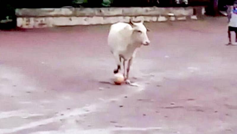 ಗೋವಾ: ಹಸು ಪುಟ್ಬಾಲ್ ಆಡುವ ವಿಡಿಯೋ ವೈರಲ್!