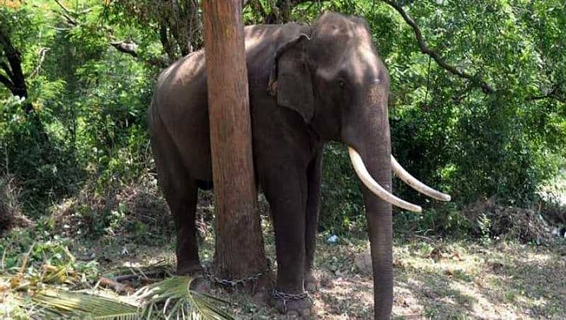 ಚಾಮರಾಜನಗರ: ಸ್ವಾಮೀಜಿಗಳ ಕಾರಿಗೆ ಅಡ್ಡ ನಿಂತು  ರಸ್ತೆಯಲ್ಲಿ  ಅರ್ಧ ಗಂಟೆ ಸತಾಯಿಸಿದ ಕಾಡಾನೆ!