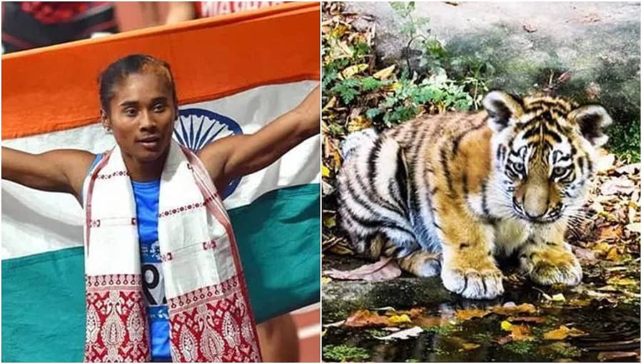 ದೇಶದ ಹೆಮ್ಮೆ ಚಿನ್ನದ ಹುಡುಗಿ ಹಿಮದಾಸ್: ಬನ್ನೇರುಘಟ್ಟದಲ್ಲಿದೆ 'ಹಿಮಾದಾಸ್' ಮರಿ ಟೈಗರ್!