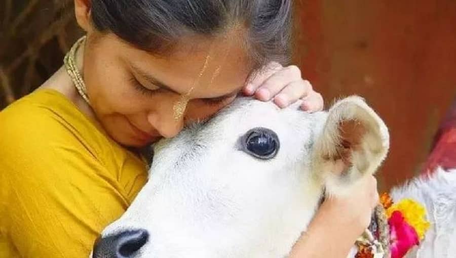 ಗಡಿಯಲ್ಲಿ ಗೋ ಸಾಗಣೆಗೆ ಖತರ್ನಾಕ್ ಪ್ಲಾನ್; ಬೆಚ್ಚಿಬಿದ್ದ ಭಾರತೀಯ ಯೋಧರು, ವಿಡಿಯೋ ವೈರಲ್!