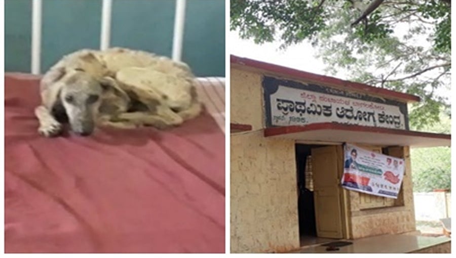 ಬಾಗಲಕೋಟೆ: ಸರ್ಕಾರಿ ಆಸ್ಪತ್ರೆ ಬೆಡ್ ಮೇಲೆ ಬೀದಿ ನಾಯಿಗಳ ಶಯನ, ಅವ್ಯವಸ್ಥೆಗೆ ಗ್ರಾಮಸ್ಥರ ಆಕ್ರೋಶ
