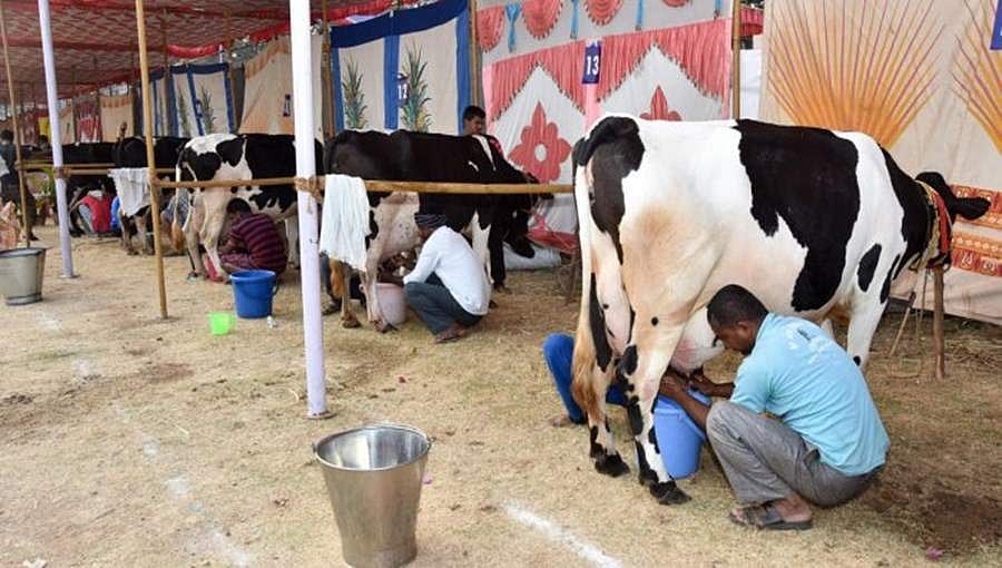 ಕೃಷ್ಣನ ರೀತಿ ಕೊಳಲು ನುಡಿಸಿದರೆ ಹಸುಗಳಿಂದ ಹೆಚ್ಚು ಹಾಲು: ಬಿಜೆಪಿ ನಾಯಕ!
