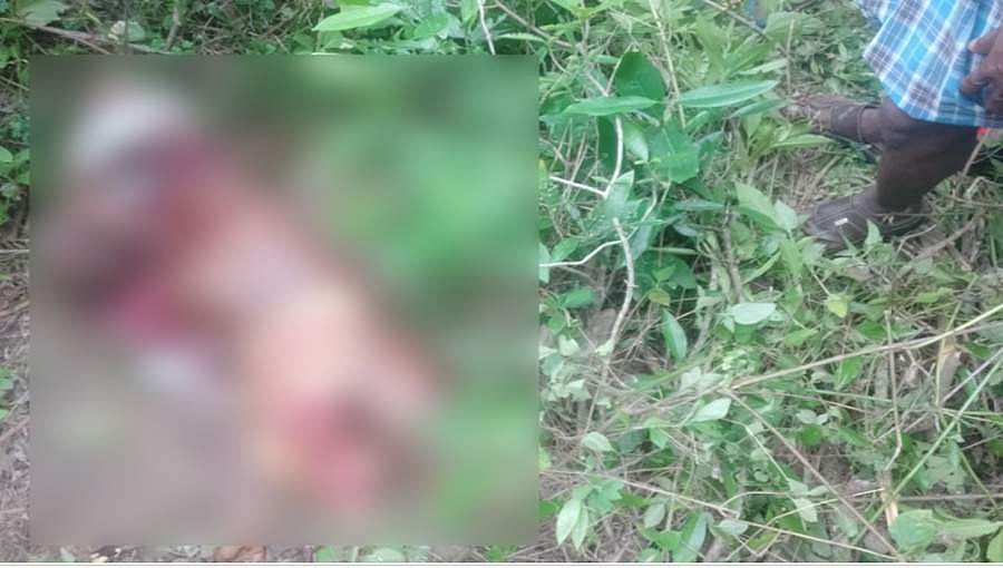 ಚಾಮರಾಜನಗರ: ಹುಲಿ ದಾಳಿ, ರೈತ ಸಾವು