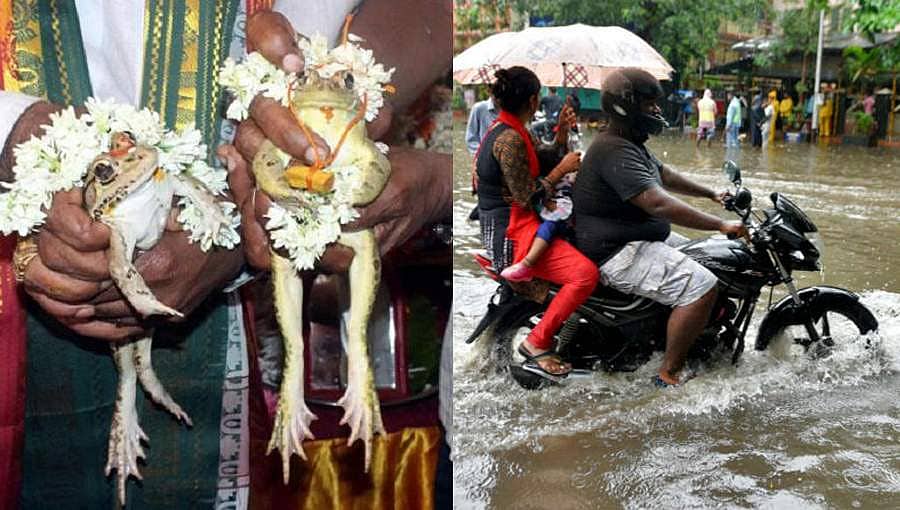 ಮಳೆ ಆಗ್ಲಿ ಅಂತ ಮದ್ವೆ... ಜಾಸ್ತಿ ಮಳೆ ಆಯ್ತು ಅಂತ 2 ತಿಂಗಳಲ್ಲೇ ವಿಚ್ಛೇದನ; ವಿವಾಹಿತ ಕಪ್ಪೆಗಳ ನೋವು ಕೇಳೋರ್ಯಾರು?