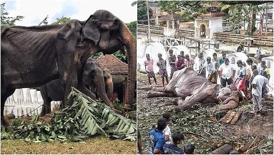 ಅಸ್ತಿ ಪಂಜರದಂತೆ ಕಾಣುತ್ತಿದ್ದ 70 ವರ್ಷದ ಹಿರಿಯ 'ತಿಕಿರಿ' ಆನೆ ಸಾವು, 1 ತಿಂಗಳ ನರಳಾಟ ಅಂತ್ಯ!