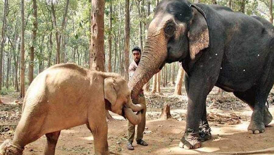 ಆನೆ ಸಂಘರ್ಷ ಕಾರ್ಯಾಚರಣೆಯಲ್ಲಿ ಕರ್ನಾಟಕ ಬೆಸ್ಟ್; ಪರಿಸರ ಸಚಿವಾಲಯ ಶ್ಲಾಘನೆ