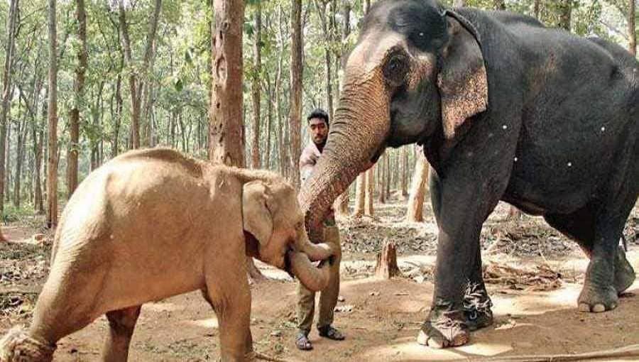ಆನೆ ಸಂಘರ್ಷ ಕಾರ್ಯಾಚರಣೆಯಲ್ಲಿ ಕರ್ನಾಟಕ ಬೆಸ್ಟ್; ಪರಿಸರ ಸಚಿವಾಲಯ ಶ್ಲಾಘನೆ 