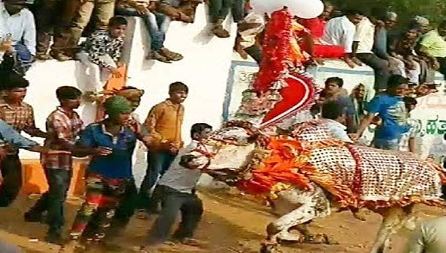 ಹೋರಿ ಬೆದರಿಸುವ ಸ್ಪರ್ಧೆ ಆಯೋಜಿಸಿದ್ದವನನ್ನೇ ತಿವಿದ ಹೋರಿ; ಯುವಕ ಸಾವು, ಭೀಕರ ದೃಶ್ಯ!
