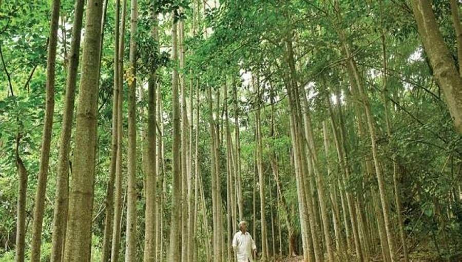 ಬನ್ನೇರುಘಟ್ಟ ರಾಷ್ಟ್ರೀಯ ಉದ್ಯಾನದ 10 ಕಿ.ಮೀ ವ್ಯಾಪ್ತಿಯಲ್ಲಿ ಅಭಿವೃದ್ಧಿ ಚಟುವಟಿಕೆಗೆ ತಡೆ ನೀಡಿದ ಹೈಕೋರ್ಟ್