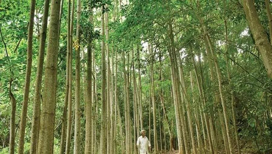 ಬನ್ನೇರುಘಟ್ಟ ರಾಷ್ಟ್ರೀಯ ಉದ್ಯಾನದ 10 ಕಿ.ಮೀ ವ್ಯಾಪ್ತಿಯಲ್ಲಿ ಅಭಿವೃದ್ಧಿ ಚಟುವಟಿಕೆಗೆ ತಡೆ ನೀಡಿದ ಹೈಕೋರ್ಟ್