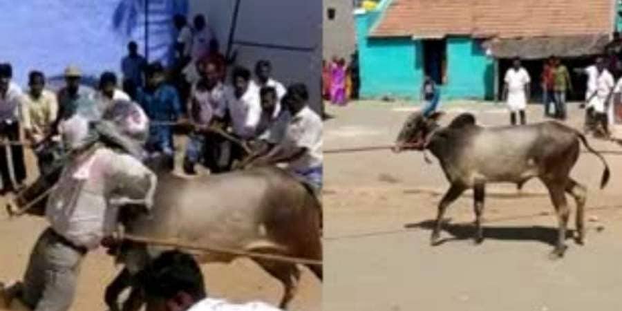 ಕಾಡುಗಳ್ಳ ವೀರಪ್ಪನ್ ಊರಲ್ಲಿ ಹೋರಿ ಬೆದರಿಸೋ ಸಡಗರ...