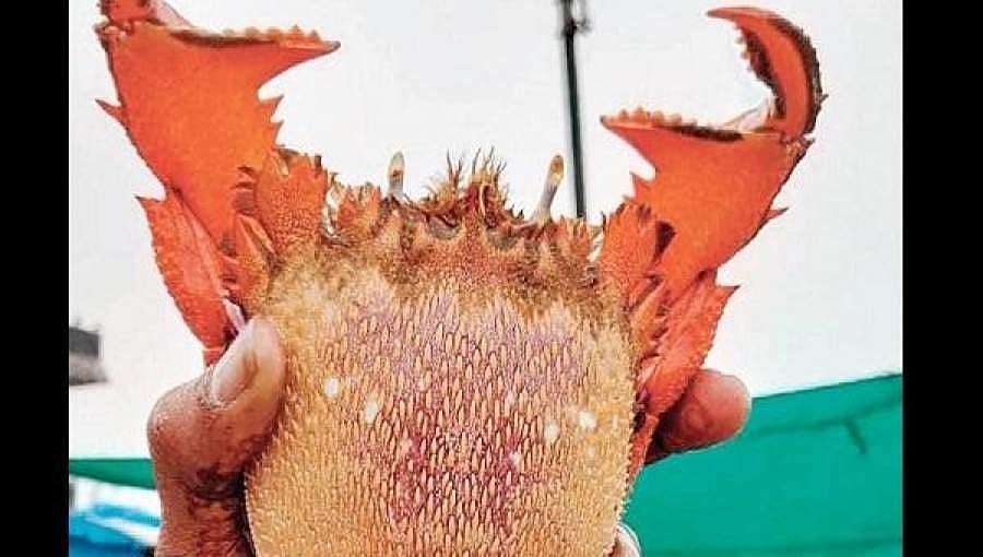 ಉಡುಪಿ: ಮಲ್ಪೆ ಮೀನುಗಾರರ ಬಲೆಗೆ ಬಿದ್ದ ಅಪರೂಪದ ಆಸ್ಟ್ರೇಲಿಯಾ ಏಡಿ