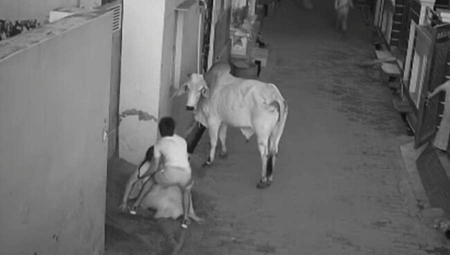 ಭಯಾನಕ ವಿಡಿಯೋ: ಗೂಳಿ ಗುದಿದ್ದ ರಭಸಕ್ಕೆ ಕೂದಲೆಳೆ ಅಂತರದಿಂದ ಪಾರಾದ ಅಜ್ಜಿ, ಮೊಮ್ಮಗ!