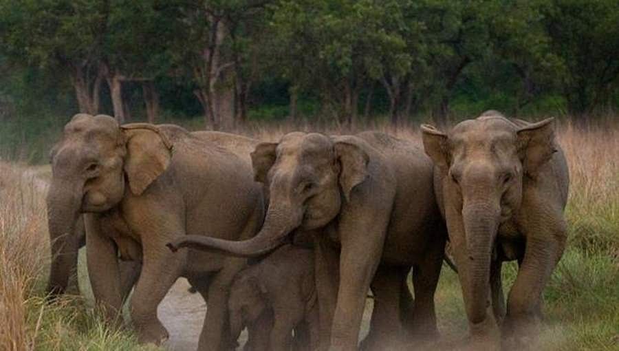 ಹಾಸನ: ಬೆಳಂಬೆಳಿಗ್ಗೆ ಜನವಸತಿ ಪ್ರದೇಶಕ್ಕೆ ಆನೆ ಹಿಂಡು ಲಗ್ಗೆ, ಕಾಡಿಗಟ್ಟಲು ಅರಣ್ಯಾಧಿಕಾರಿಗಳ ಹರಸಾಹಸ