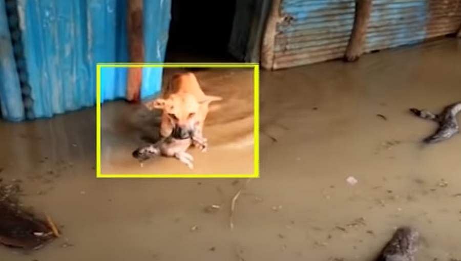 ಮನಕಲಕುವ ದೃಶ್ಯ: ಗುಮ್ಮಟನಗರಿಯಲ್ಲಿ ಪ್ರವಾಹದಲ್ಲಿ ಸಿಲುಕಿದ್ದ ಮರಿಗಳನ್ನು ರಕ್ಷಿಸಿದ ಶ್ವಾನ