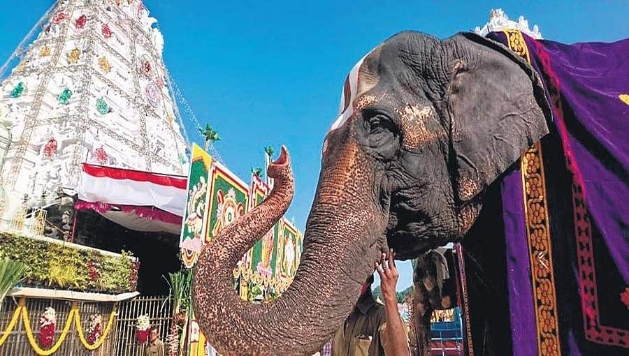 ಕೋವಿಡ್-19 ಮಧ್ಯೆ ದೇಶಾದ್ಯಂತ ನವರಾತ್ರಿ ಸಂಭ್ರಮ-ಸಡಗರ ಆರಂಭ: ತಿರುಪತಿಯಲ್ಲಿ ನವರಾತ್ರಿ ಬ್ರಹ್ಮರಥೋತ್ಸವ