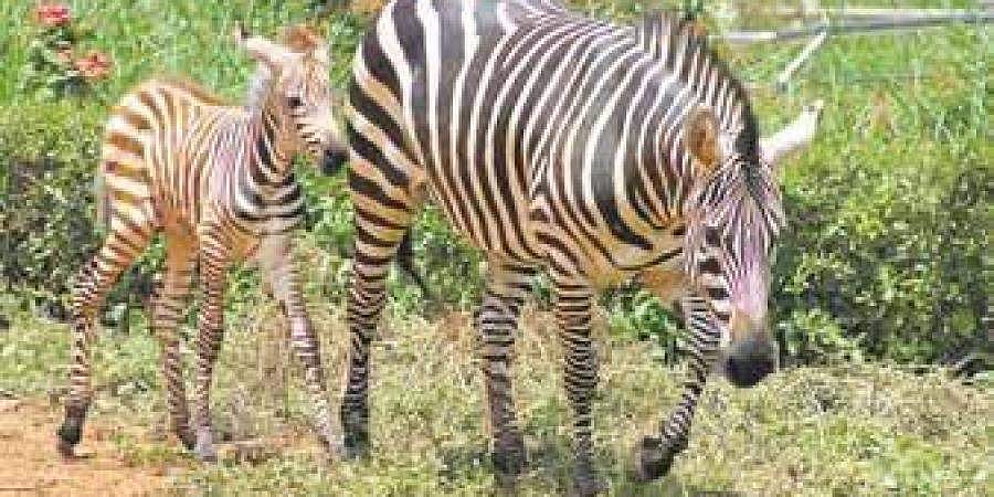 ಬನ್ನೇರುಘಟ್ಟ: ಹೆಣ್ಣು ಮರಿಗೆ ಜನ್ಮಕೊಟ್ಟ ಝೀಬ್ರಾ