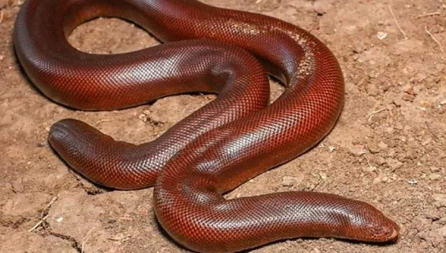 ಐವರು ಕಳ್ಳ ಬೇಟೆಗಾರರು, ಎರಡು ತಲೆ ಹಾವಿನ ಉರಗ ವಶಕ್ಕೆ