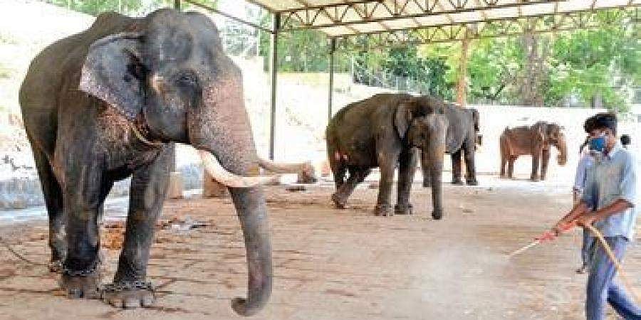 ಕೊರೋನಾ ಆತಂಕ: ಕಟ್ಟುನಿಟ್ಟಿನ ಕ್ವಾರಂಟೈನ್ ನಲ್ಲಿ ದಸರಾ ಗಜಪಡೆ!