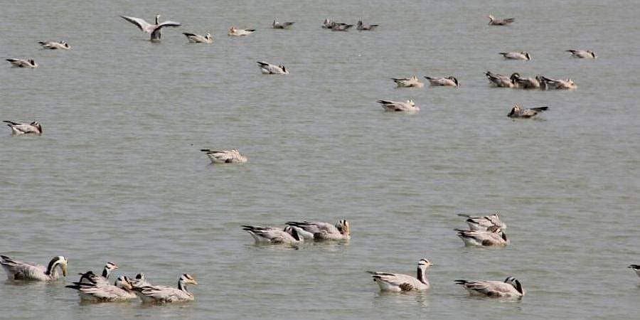 ಗದಗ: ಮಾಗಡಿ ಕೆರೆಗೆ ವಲಸೆ ಹಕ್ಕಿಗಳ ಆಗಮನ; ಪ್ರವಾಸಿಗರು ಕೋವಿಡ್ ನಿಯಮ ಪಾಲನೆಗೆ ಗ್ರಾಮಸ್ಥರ ಒತ್ತಾಯ