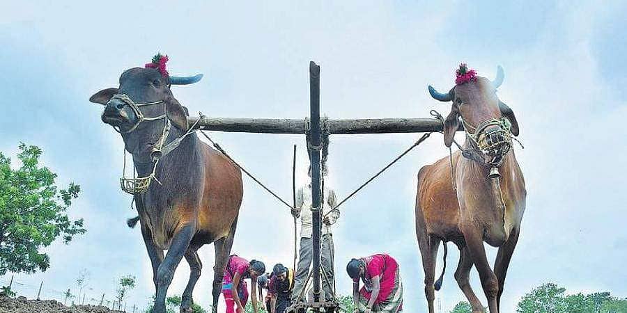ದಾಖಲೆಗಾಗಿ ಪ್ರಾಣಿ ಹಿಂಸೆ: 14 ಟನ್ ಕಬ್ಬು ಎಳೆಸಿದ ಜೊಡೆತ್ತುಗಳ ಮಾಲೀಕರ ವಿರುದ್ಧ ಪ್ರಕರಣ ದಾಖಲು!