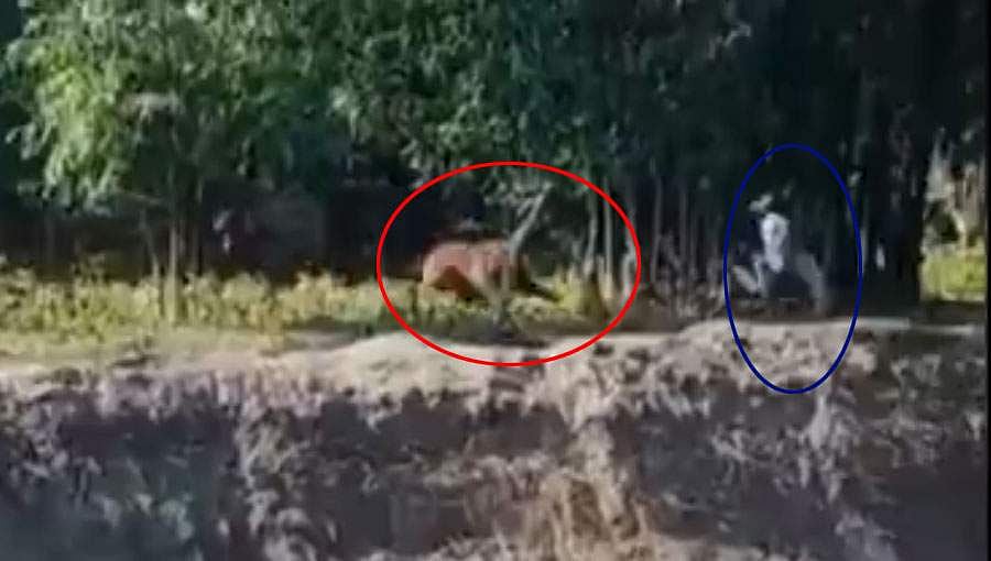ಗ್ರಾಮಕ್ಕೆ ನುಗ್ಗಿ ಗ್ರಾಮಸ್ಥರನ್ನು ಅಟ್ಟಾಡಿಸಿದ ಹುಲಿ, ಇಬ್ಬರಿಗೆ ಗಾಯ!