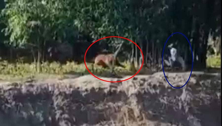 ಗ್ರಾಮಕ್ಕೆ ನುಗ್ಗಿ ಗ್ರಾಮಸ್ಥರನ್ನು ಅಟ್ಟಾಡಿಸಿದ ಹುಲಿ, ಇಬ್ಬರಿಗೆ ಗಾಯ!
