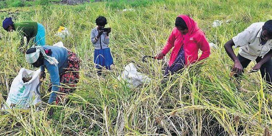 ರೈತರಿಂದ ದೆಹಲಿಯಲ್ಲಿ ಮುಂದುವರೆದ ಪ್ರತಿಭಟನೆ: ರಾಜ್ಯ ರೈತರಿಂದಲೂ ಒಗ್ಗಟ್ಟು ಪ್ರದರ್ಶನ, ಬೆಂಗಳೂರಿನಲ್ಲಿ ಇಂದು ಪ್ರತಿಭಟನೆ